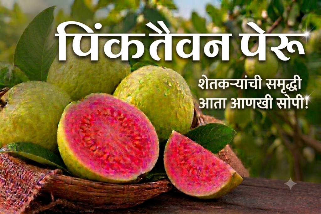 "Taiwan Pink Peru तैवान पिंक पेरू" 160900