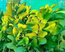 रेड डायमंड पेरू रोप कलम 