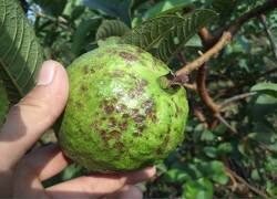 रेड डायमंड रोग अँथ्रॅक्नोज (Anthracnose)