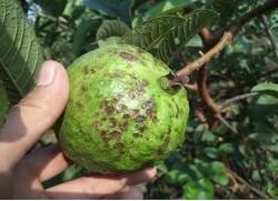 पेरूवरील अँथ्रॅक्नोज (Anthracnose) रोगाचे लक्षणे  