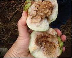 पेरूवरील फळ माशीचा प्रादुर्भाव
