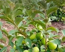 peru sheti पेरू फळांची वाढ 