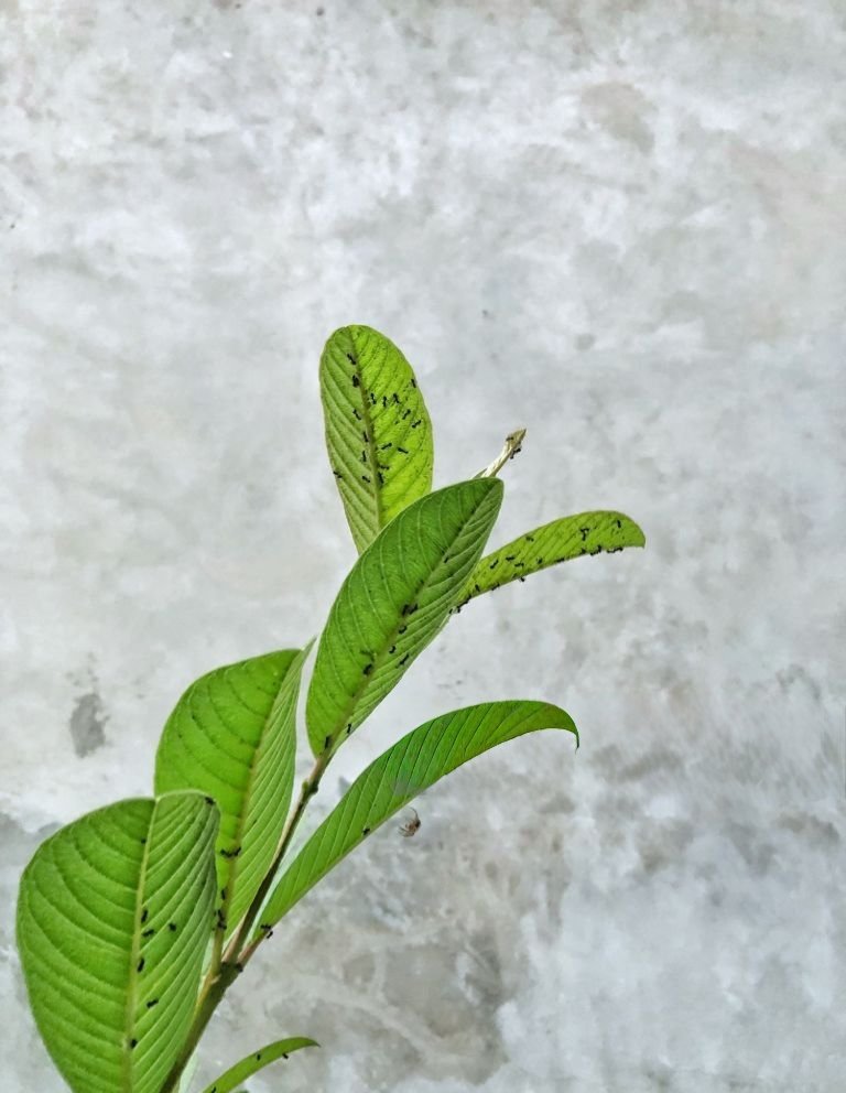 इलाहाबाद सफेदा (Allahabad Safeda) पेरू मावा phids